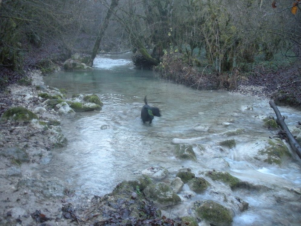 Angus playing in the river